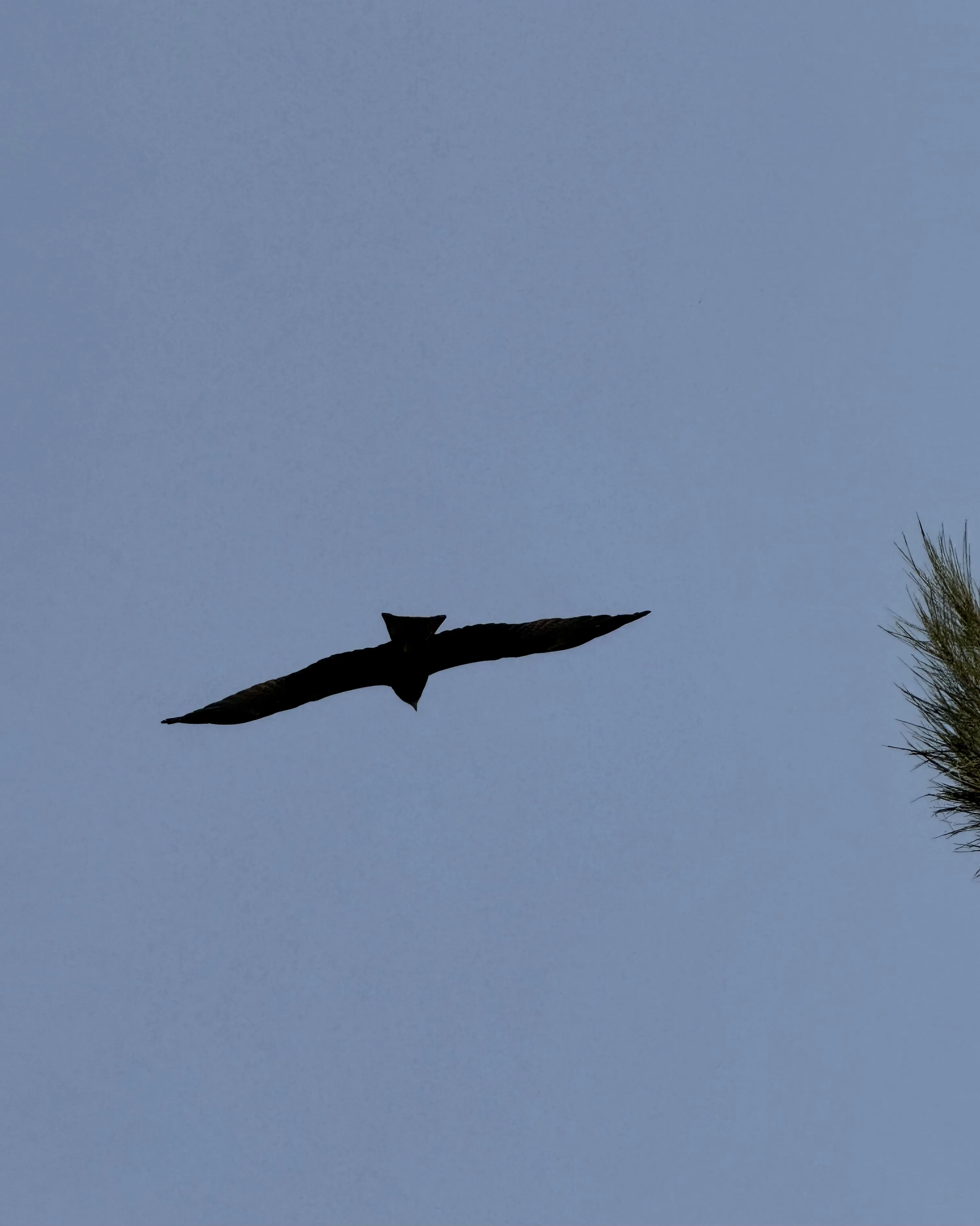 Bird 01 at White Sand Beach