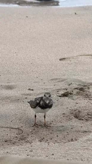 Bird 01 at White Sand Beach