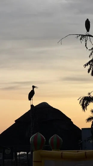 Bird 02 at White Sand Beach