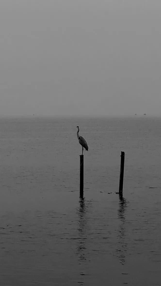 Bird 03 at White Sand Beach