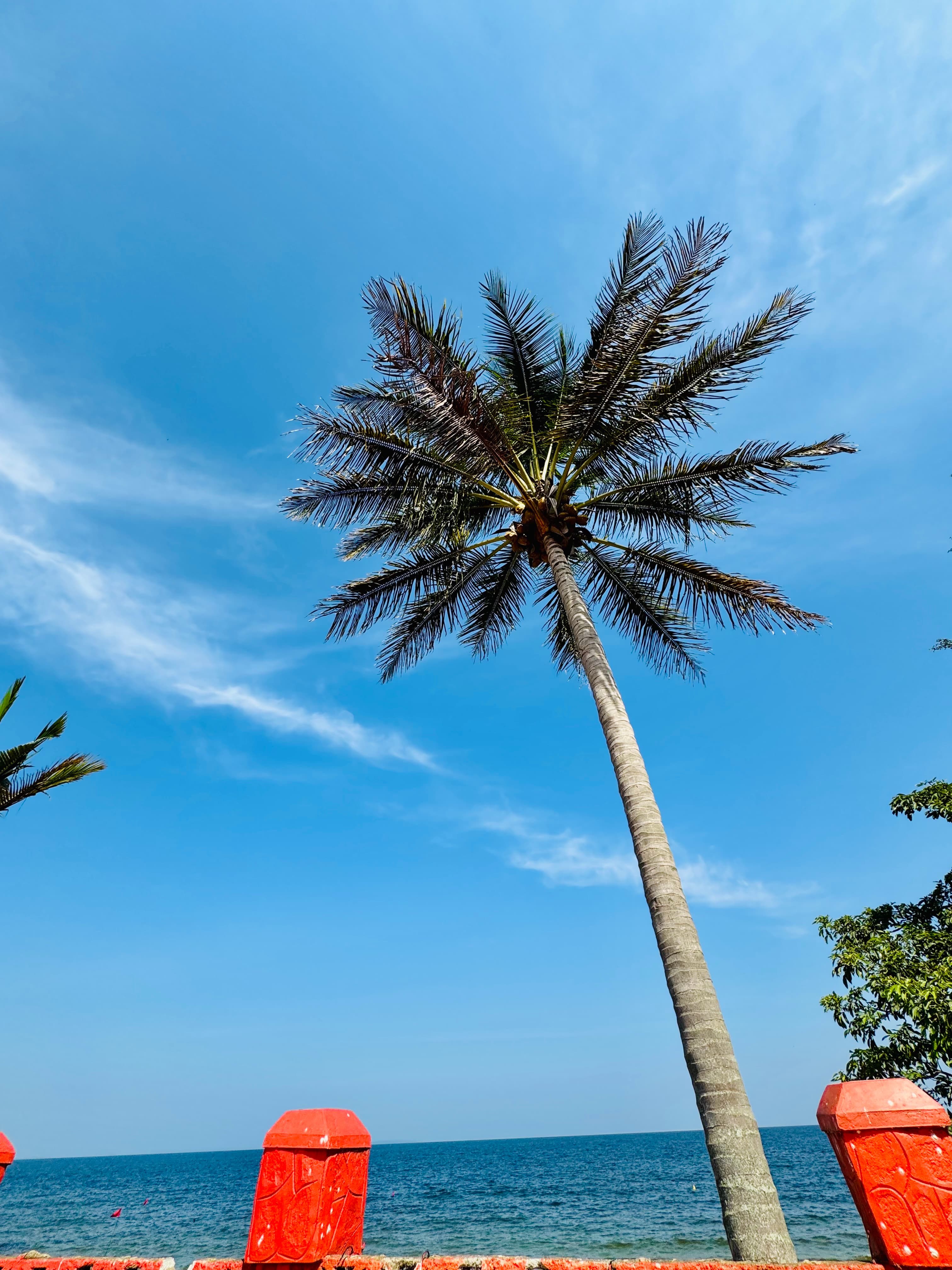 Palm tree overlooking Lake Victoria at White Sand Beach